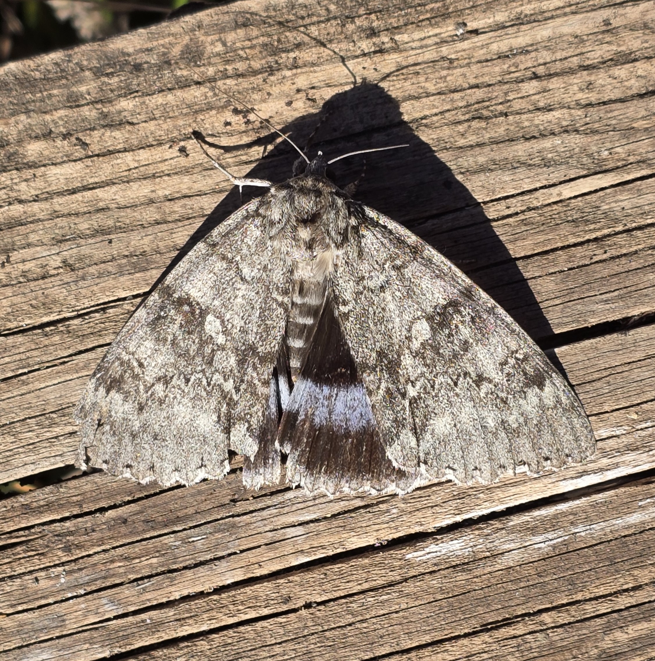 Photo of Clifden Nonpareil (Catocala fraxini)